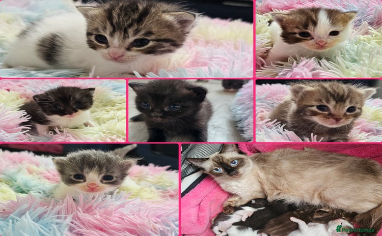 Mixed Breed cats - Advert 14