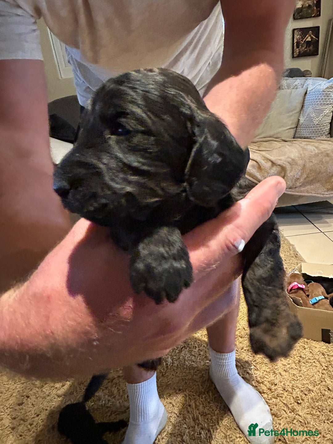 Cockapoo dogs for sale: Cockapoos puppies  - Image 22