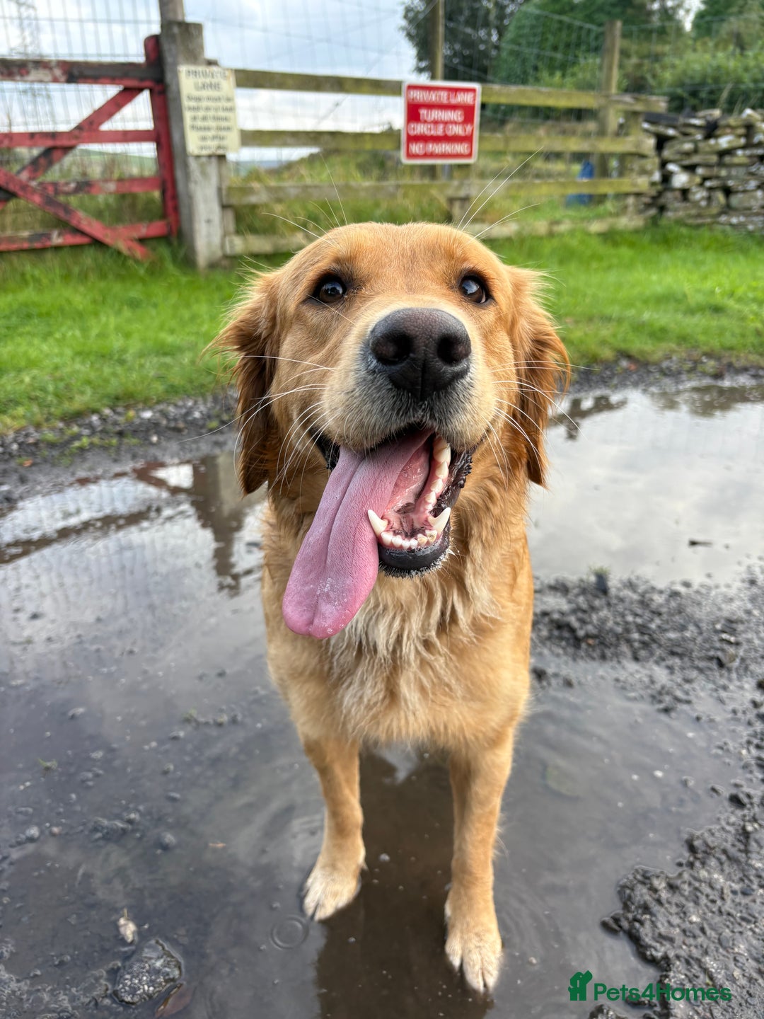 Golden Retriever dogs for sale: Confirmed litter of KC Golden Retriever puppies - Image 6