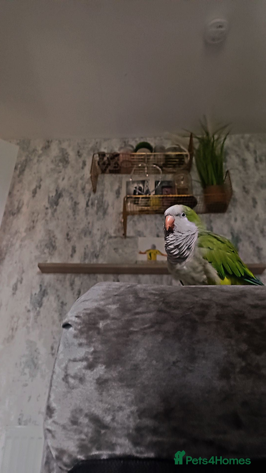 Parakeets birds for sale: Male Hand Tamed Quaker Parrot   - Image 1