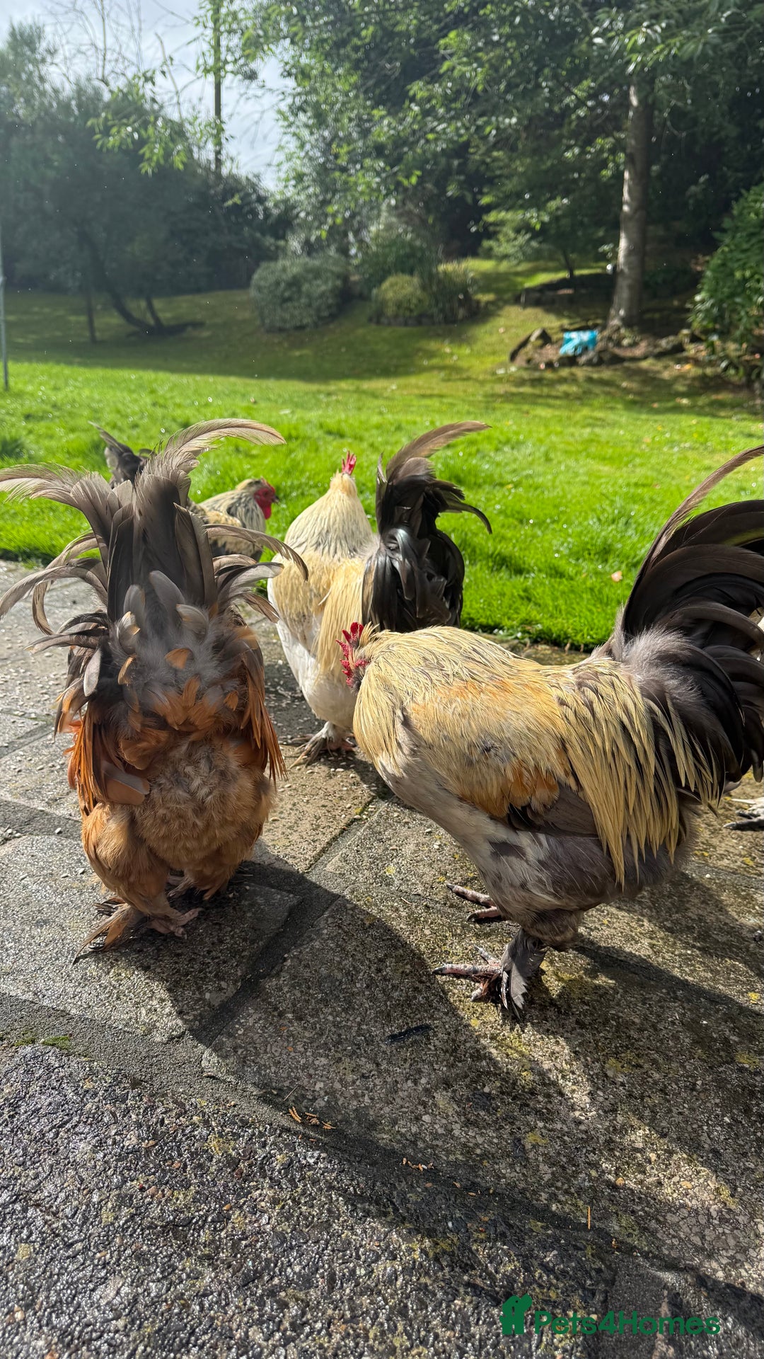 Chickens poultry for sale: 4 VERY HANDSOME HAND REARED SILKY MIX COCKERELS  - Image 27