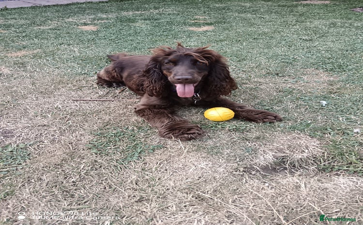 Cocker Spaniel dogs - Advert 2