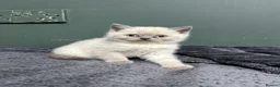 British Shorthair cats for sale: Kittens for Sale 🐱  in Birmingham - Advert 2