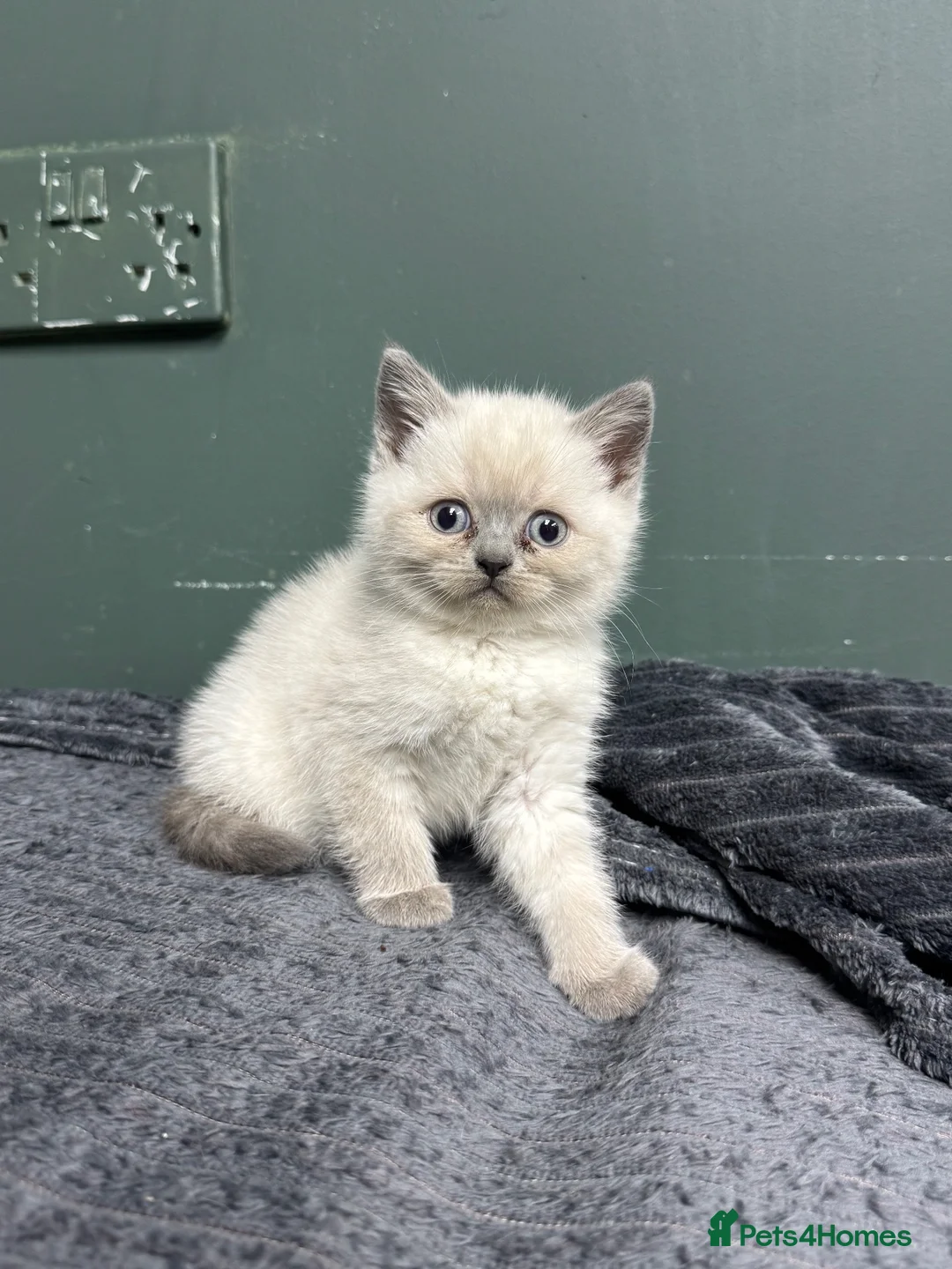 British Shorthair cats for sale: Kittens for Sale 🐱  in Birmingham - Advert 2