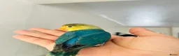 Lovebirds birds for sale: Tame Lovebird Babies – Rare Colours - Advert 3