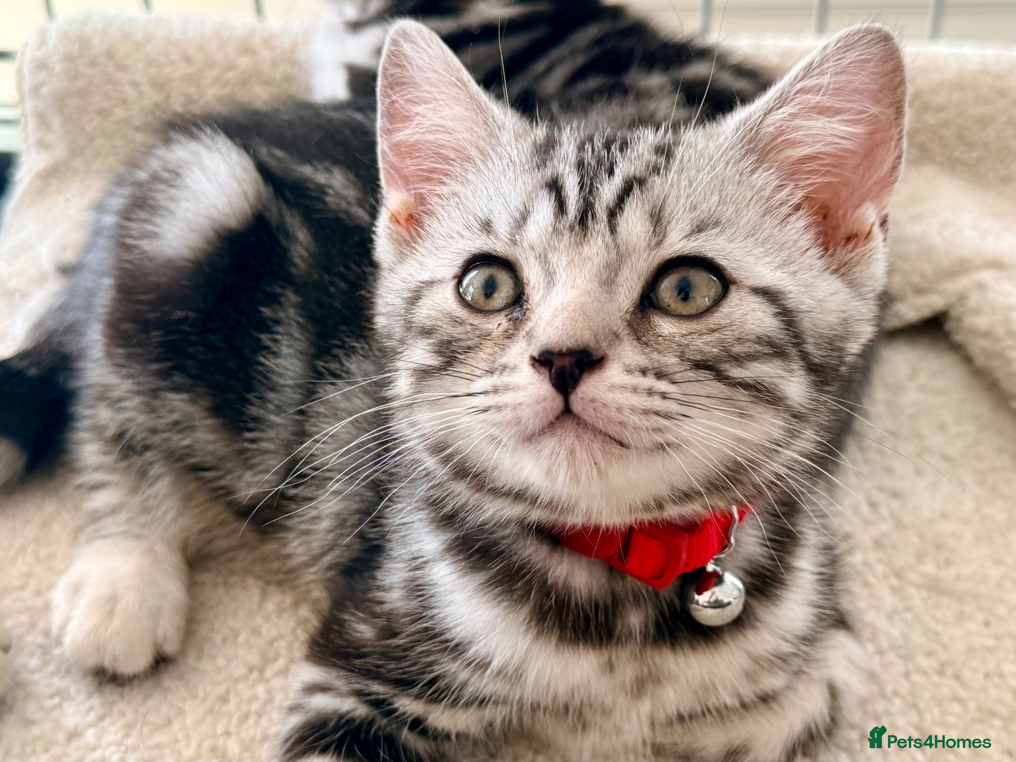 British Shorthair cats Stunning Silver Tabby Kittens GCCF Champion Lines - Advert 1