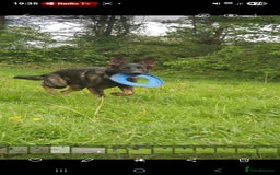 Mixed Breed dogs for sale: German shepherd cross Welsh collie puppies - Image 3