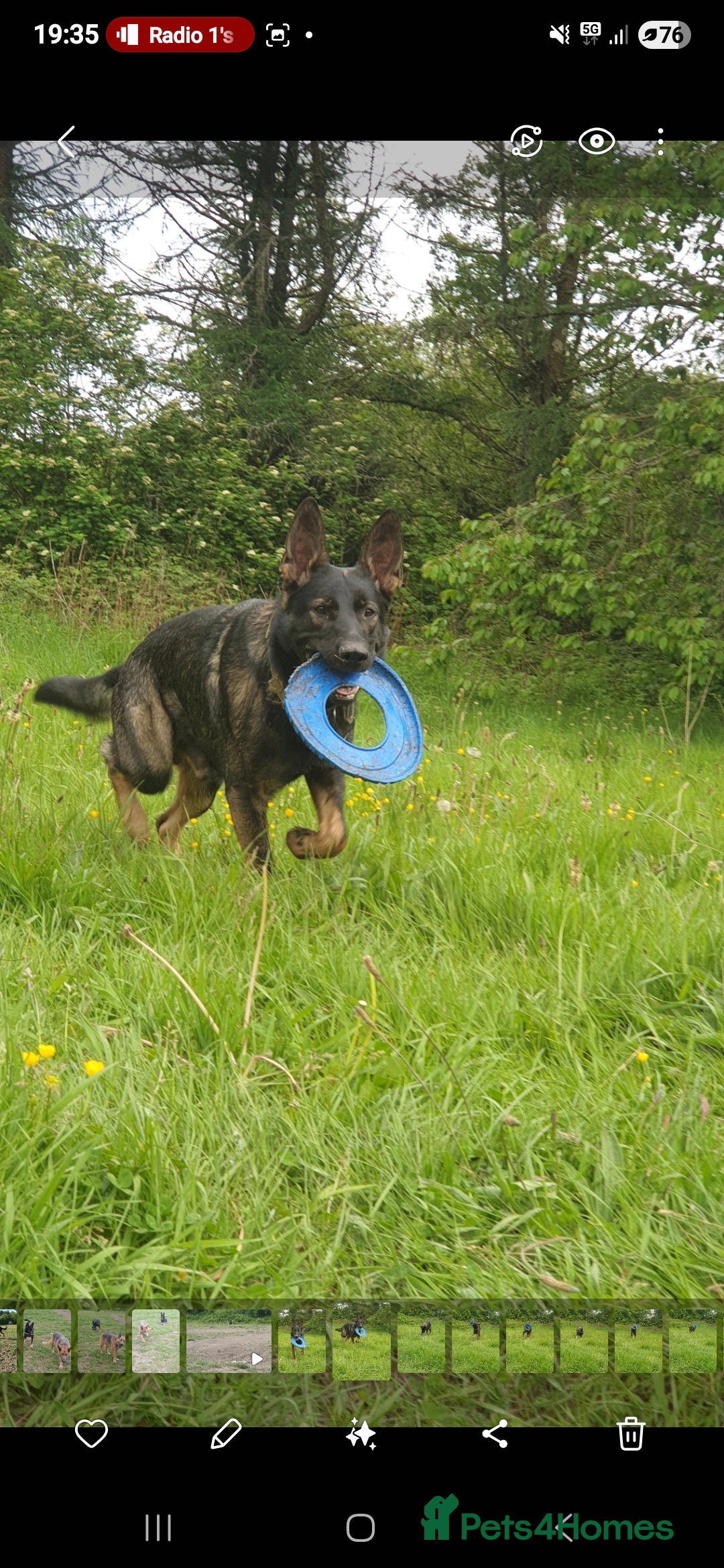 Mixed Breed dogs for sale: German shepherd cross Welsh collie puppies - Image 3