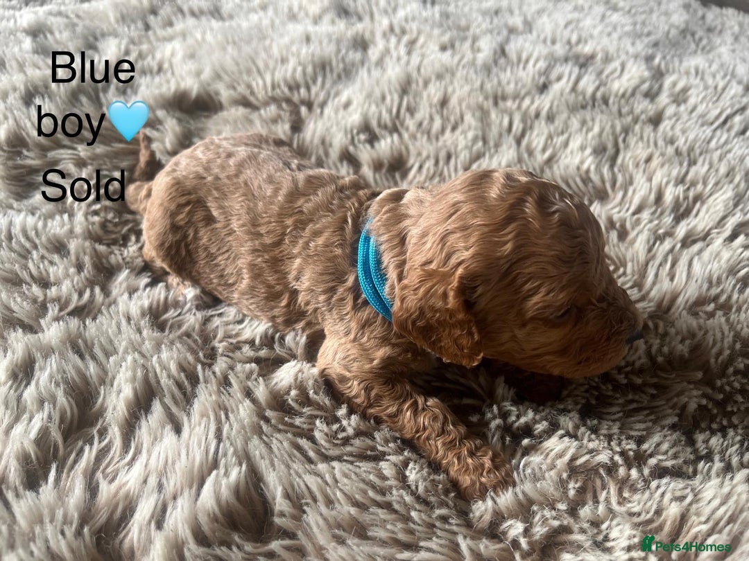 Cavapoo dogs for sale: ⭐️F1B COCKAPOO PUPS⭐️ - Image 7