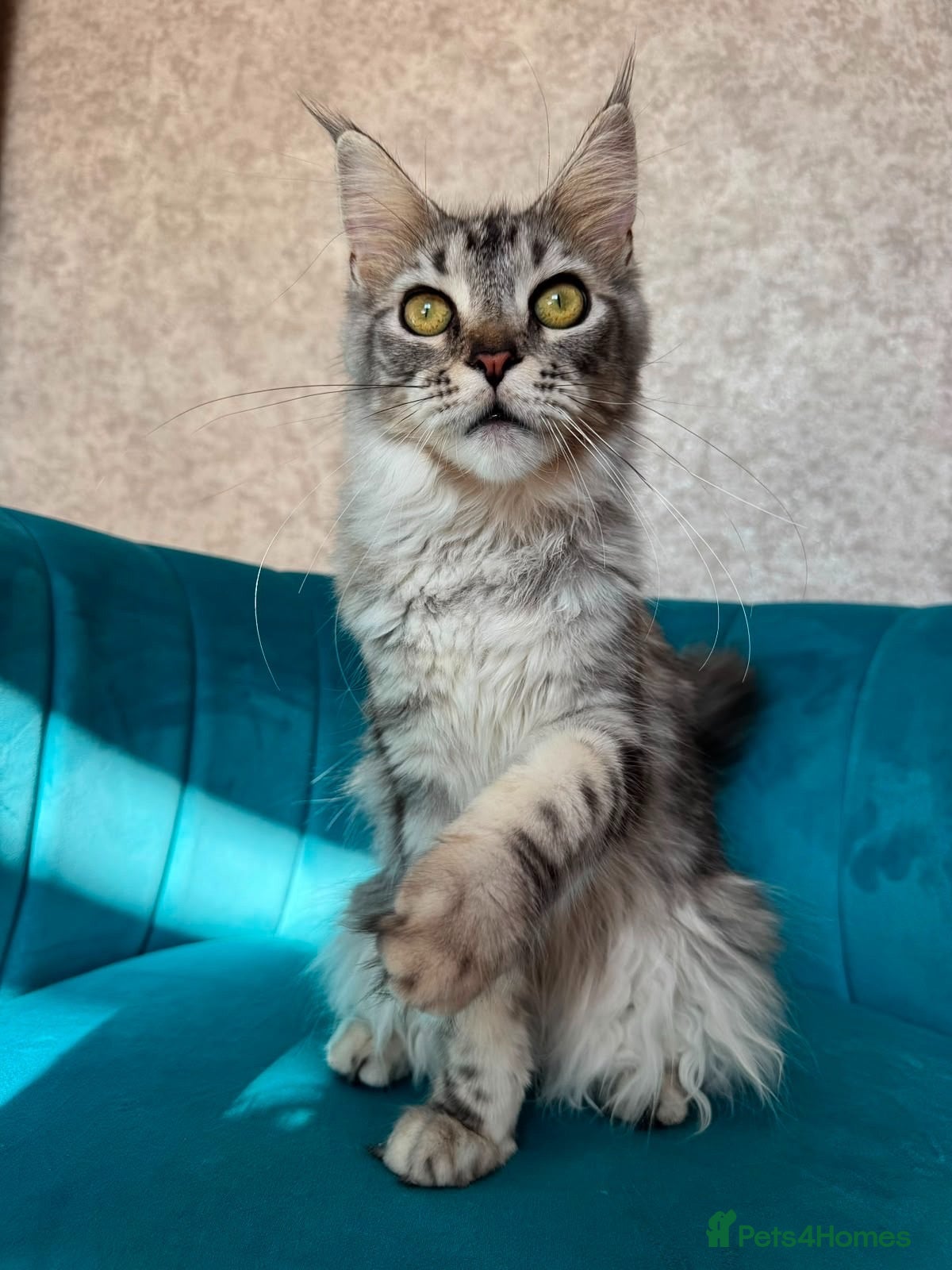 Maine Coon cats TICA Pedigree Registered Maine Coon Kittens - Advert 1