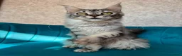 Maine Coon cats for sale: TICA Pedigree Registered Maine Coon Kittens - Advert 14
