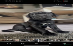 Cane Corso dogs for sale: Cane Corso Pups for Sale  - Image 1