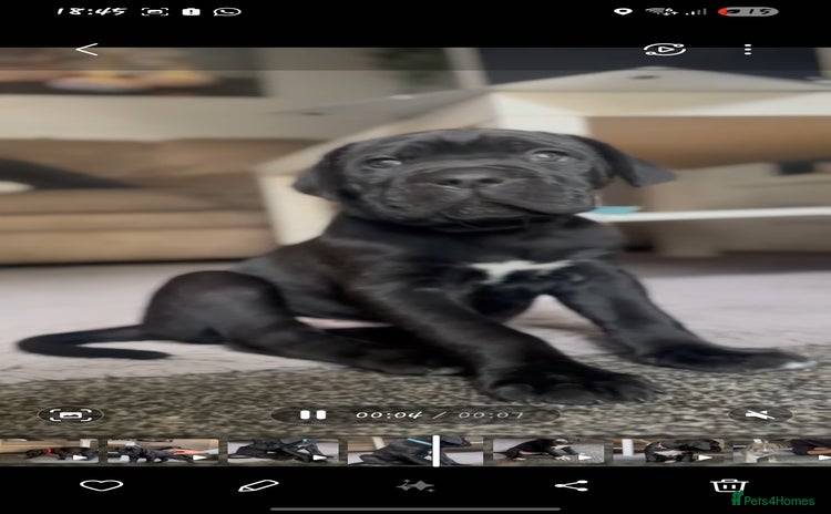 Cane Corso dogs - Advert 11