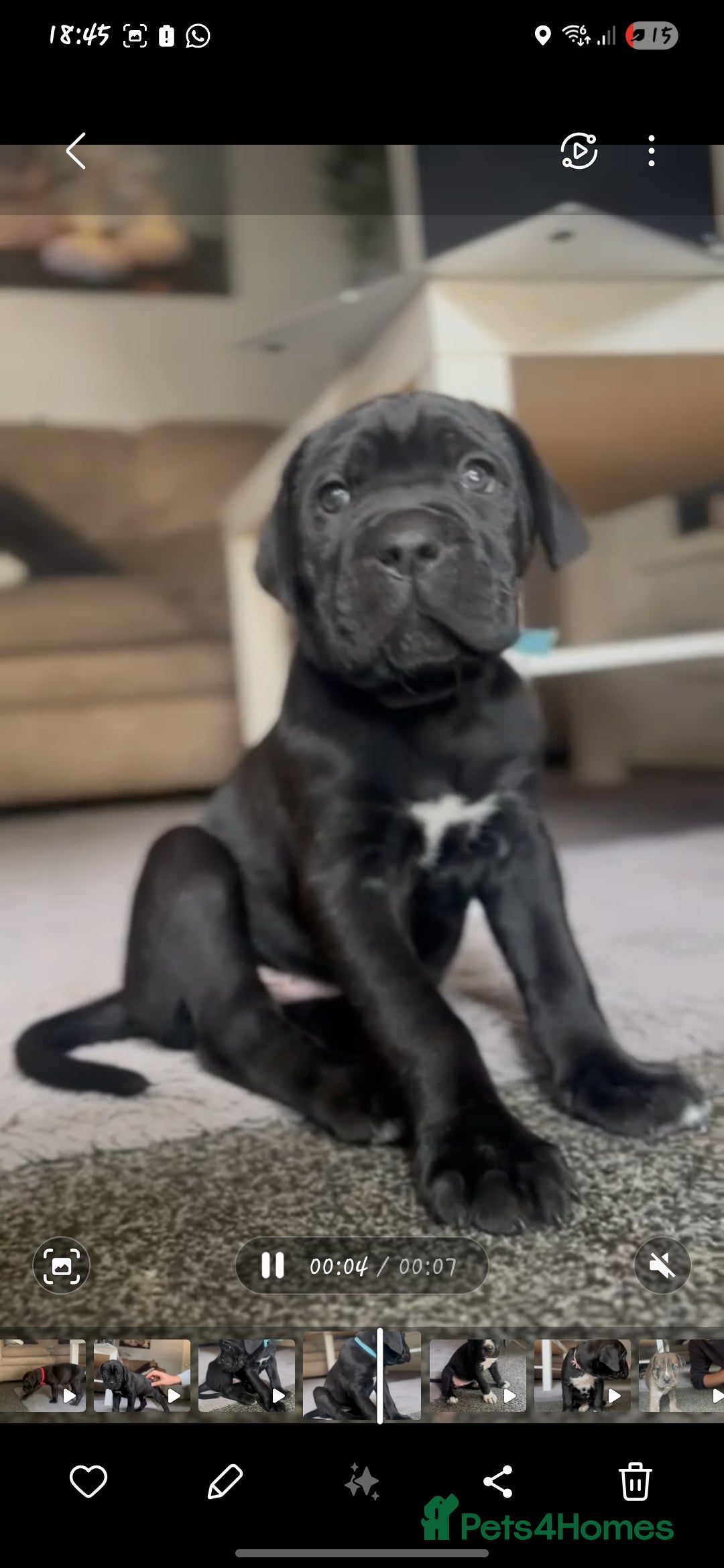 Cane Corso dogs for sale: Cane Corso Pups for Sale  - Image 1