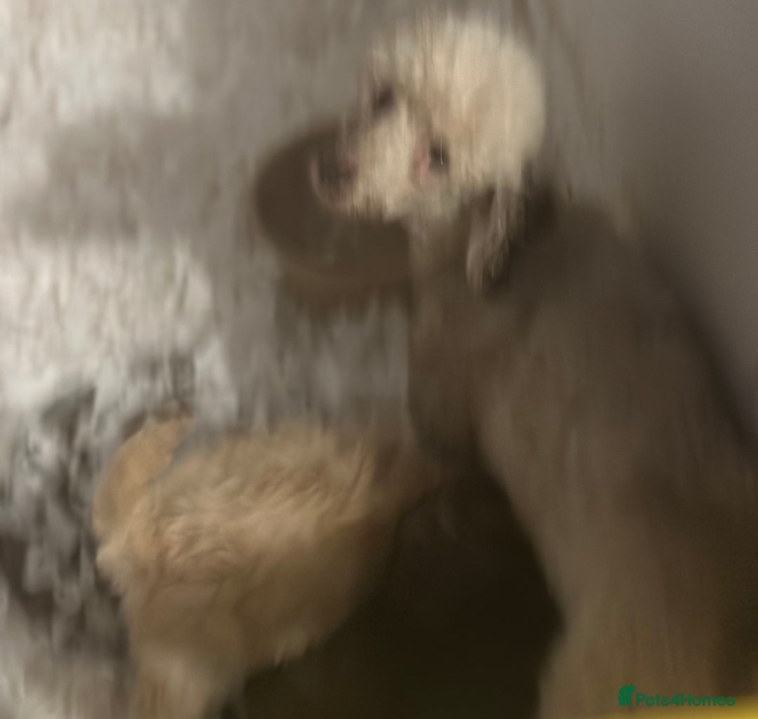 Miniature Poodle dogs for sale: Stunning miniature poodle  - Advert 11