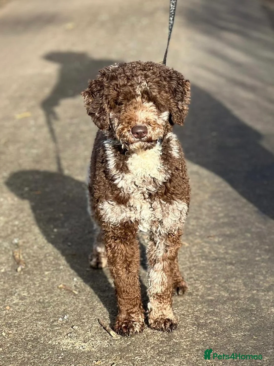 Miniature Poodle dogs for stud: Chocolate Merle Miniature Poodle Fully DNA Tested in Radstock - Advert 34