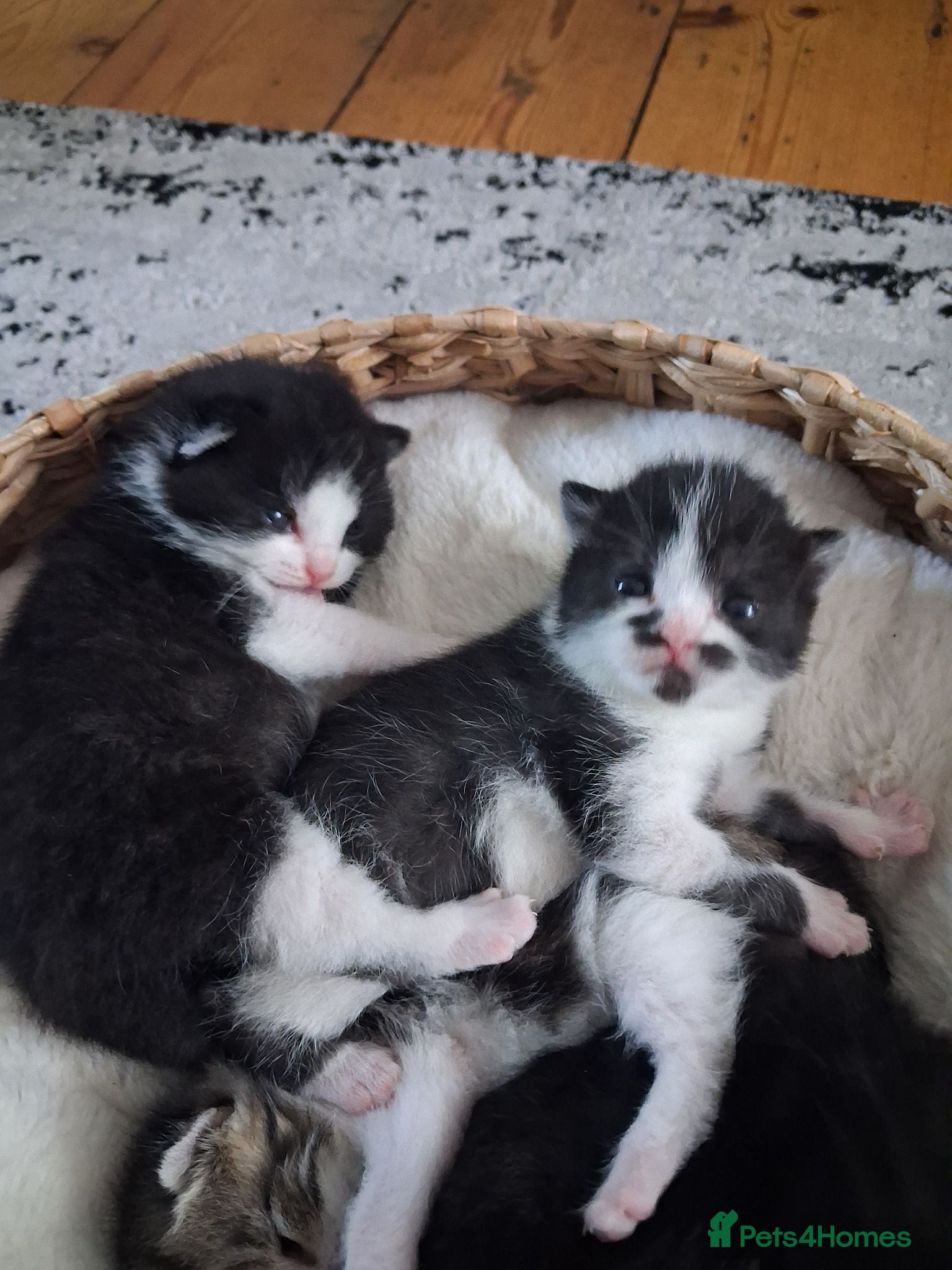 Mixed Breed cats Kittens 😸  - Advert 2