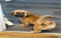 Shih Tzu dogs for stud: Rocco - Image 5