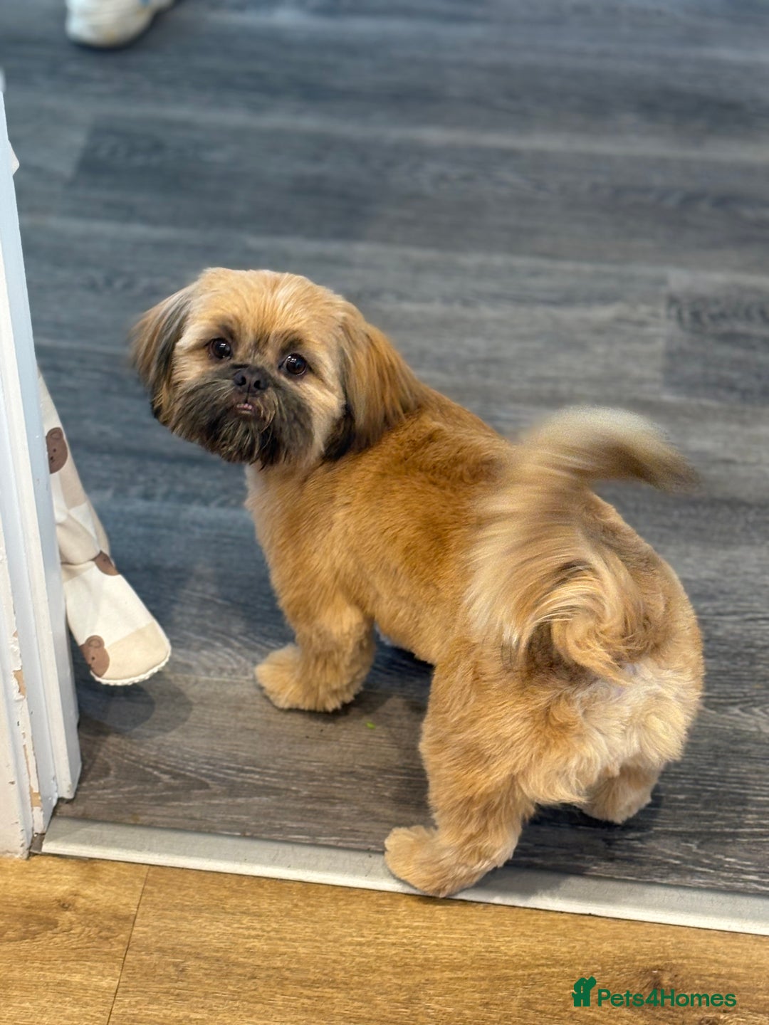 Shih Tzu dogs for stud: Rocco - Image 5