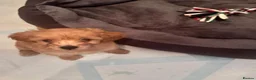 Toy Poodle dogs for sale: 5 Adorable Toy Poodle Puppies - Advert 24