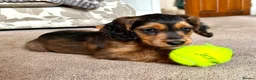 Cockapoo dogs for sale: Roxy Special F1b Cockapoo - Ready Now - Advert 6