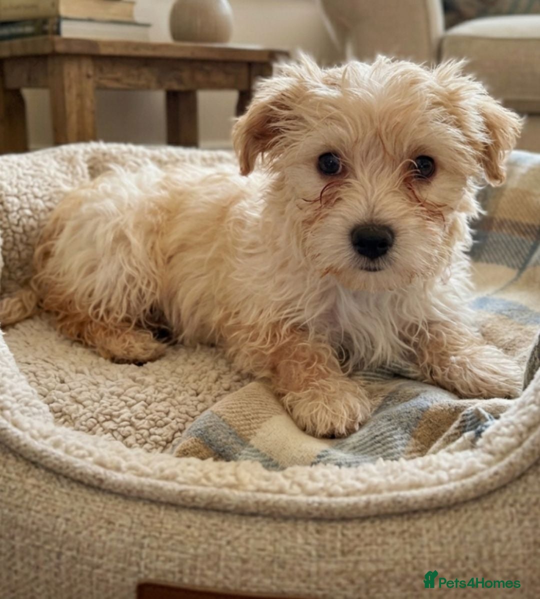 Maltese dogs 5 F1 cockapoo and Maltese Puppies 8 Weeks Old  - Advert 12