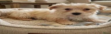  F1 cockapoo and Maltese Puppy 1