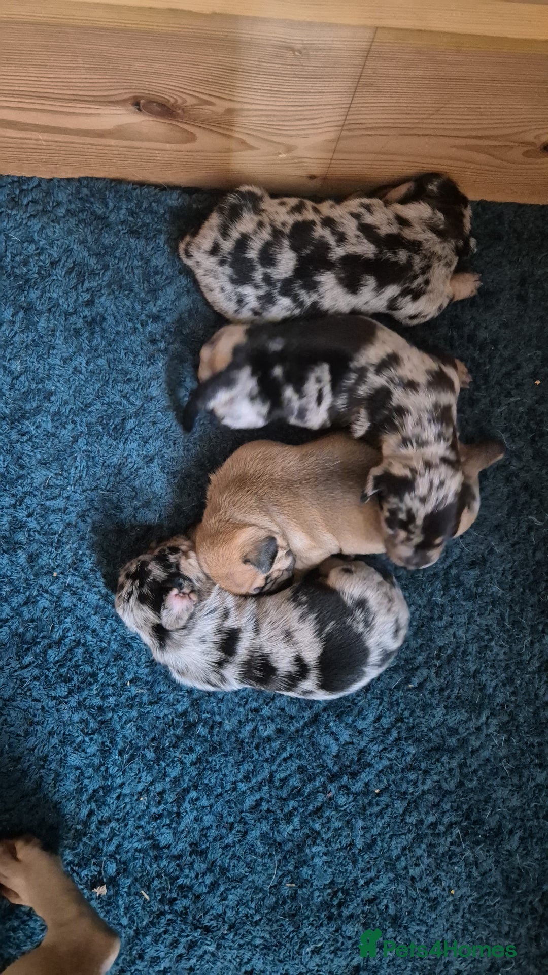 Mixed Breed dogs for sale: Dapple dachs cross frenchie - Advert 7