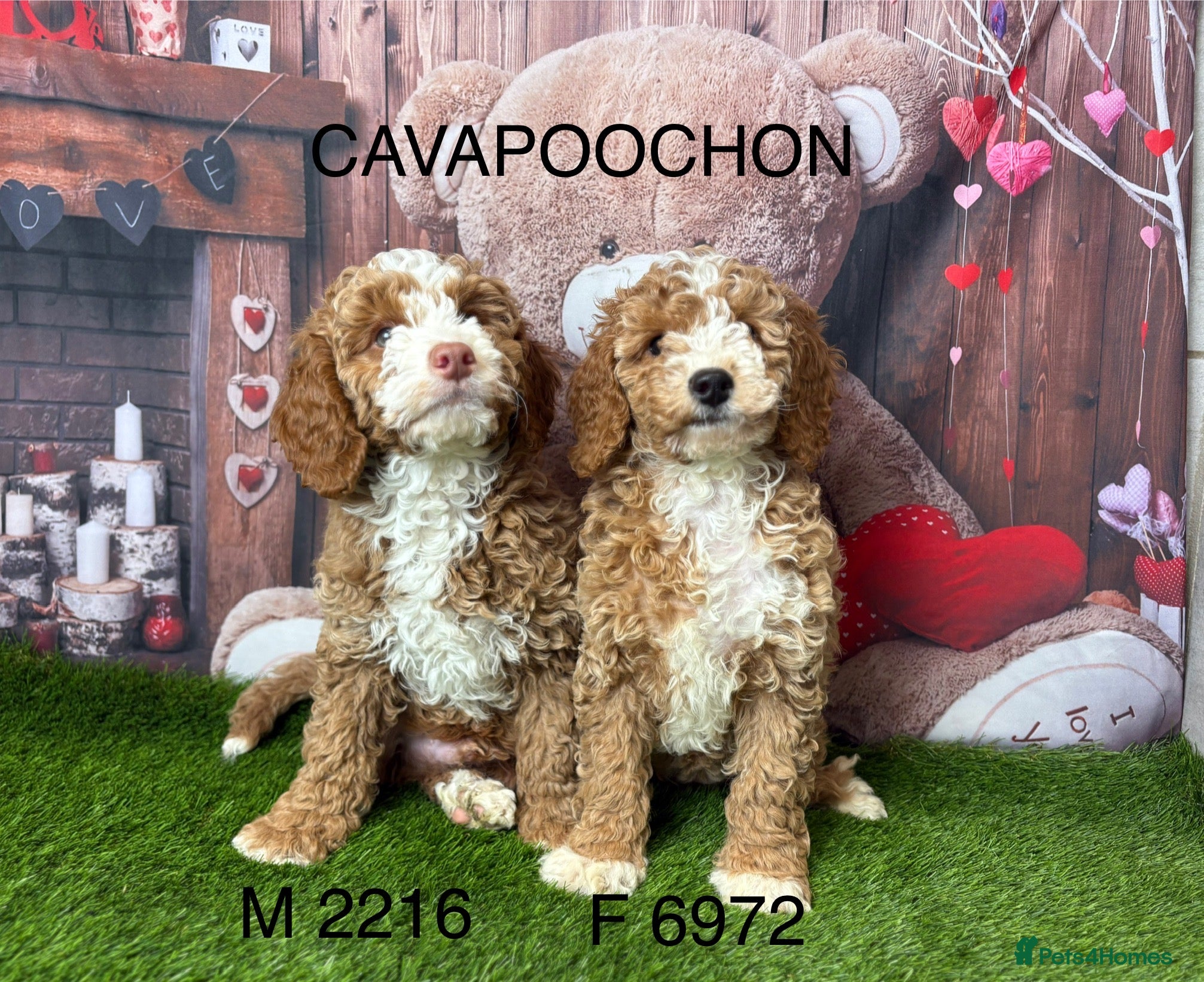 Cavachon dogs Stunning Cavapoochon Puppies licensed breeder  - Advert 5