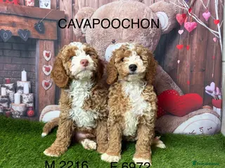 Cavachon dogs Stunning Cavapoochon Puppies licensed breeder - Advert 2