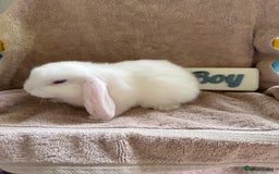 Mini Lop rabbits for sale: Friendly mini lop babies ready 14 August - Image 7