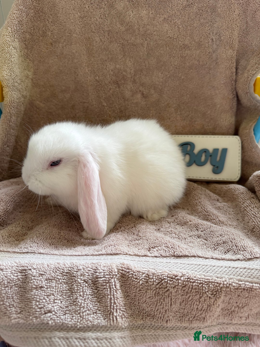 Mini Lop rabbits for sale: Friendly mini lop babies ready 14 August - Image 7