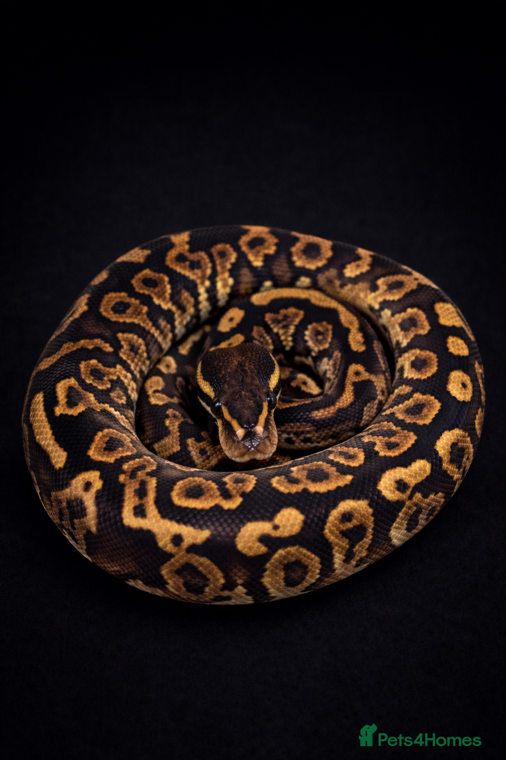Python Snake reptiles BP - Offers Welcome - Advert 21