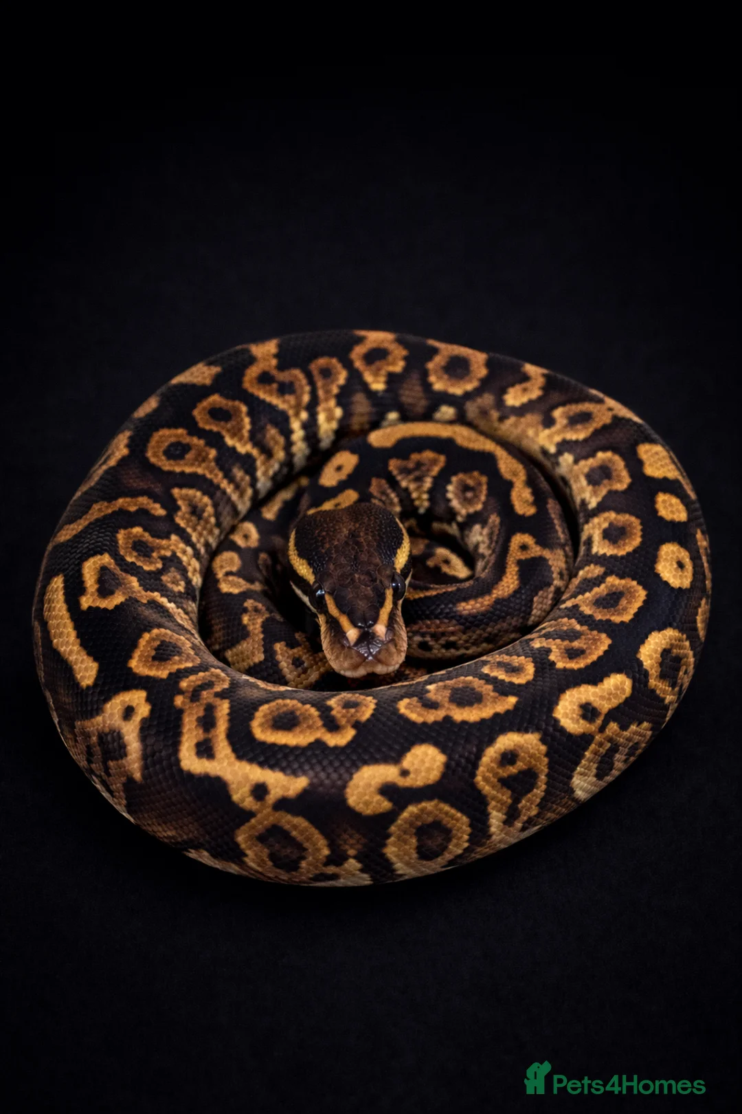 Python Snake reptiles for sale: BP - Offers Welcome - Advert 1