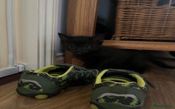 Korat cats for sale: 4 Adorable Kittens  in Eye - Image 8