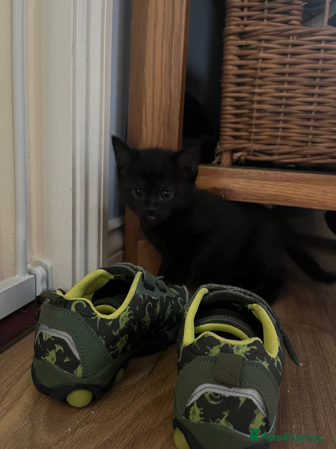 Korat cats for sale: 4 Adorable Kittens  in Eye - Image 8