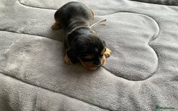 Cocker Spaniel dogs for sale: Sandy - Image 7