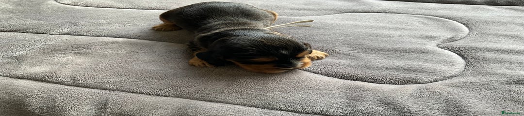 Cocker Spaniel Puppy 3