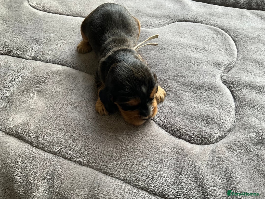Cocker Spaniel dogs for sale: Sandy - Image 7