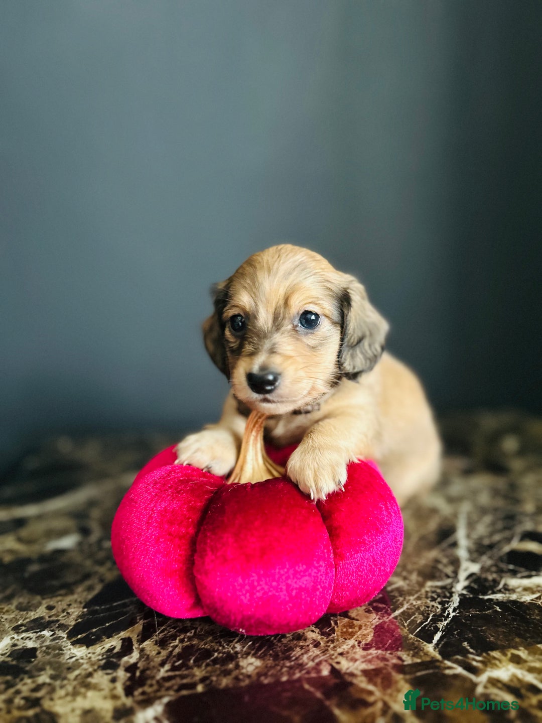 Miniature Dachshund dogs for sale: Cream Litter 5 Star Breeder ⭐️⭐️⭐️⭐️⭐️  - Image 17