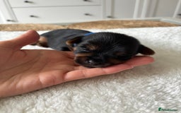 Yorkshire Terrier dogs for sale: ❤️Miniature yorkshire terrier puppies ☘️ - Image 9