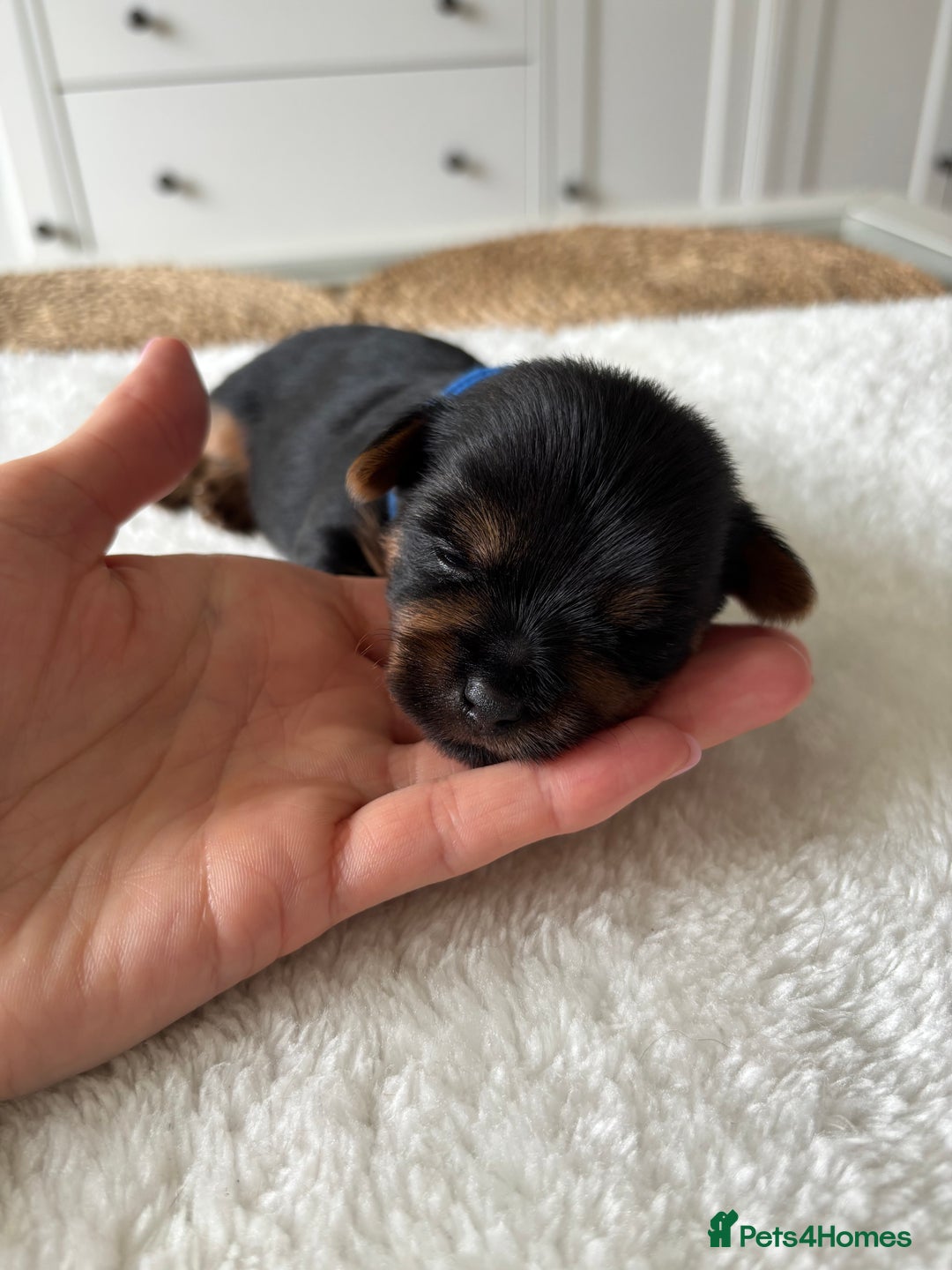 Yorkshire Terrier dogs for sale: ❤️Miniature yorkshire terrier puppies ☘️ - Image 9