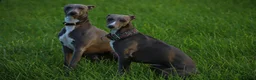 Whippet dogs for stud: Whippet stud dog in Somerton - Advert 6