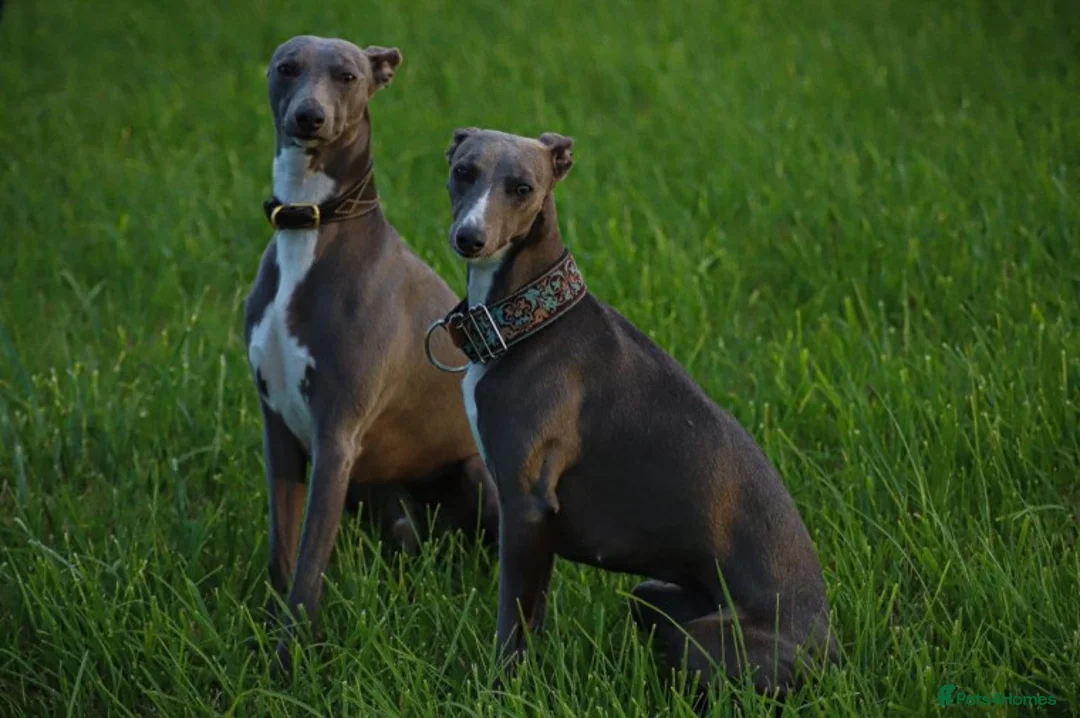 Whippet dogs for stud: Whippet stud dog in Somerton - Advert 6