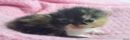 Exotic cats for sale: 3 beautiful quality exotic kittens - Advert 7