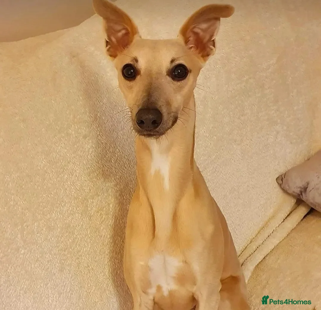 Whippet dogs for stud: Whippet for stud (KC reg; pedigree) Dorset. 20" in Sherborne - Advert 21