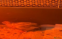 Quail poultry for sale: 3 button quail  - Image 3