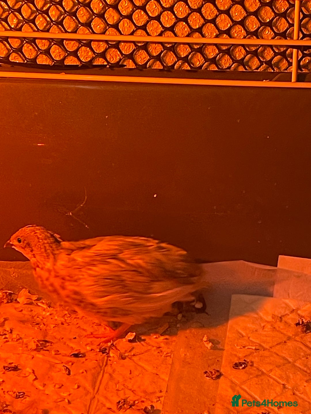 Quail poultry for sale: 3 button quail  - Image 3