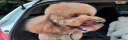 Miniature Poodle dogs for stud: Russet Red Health Tested Miniature Poodle Stud in Warwick - Advert 2