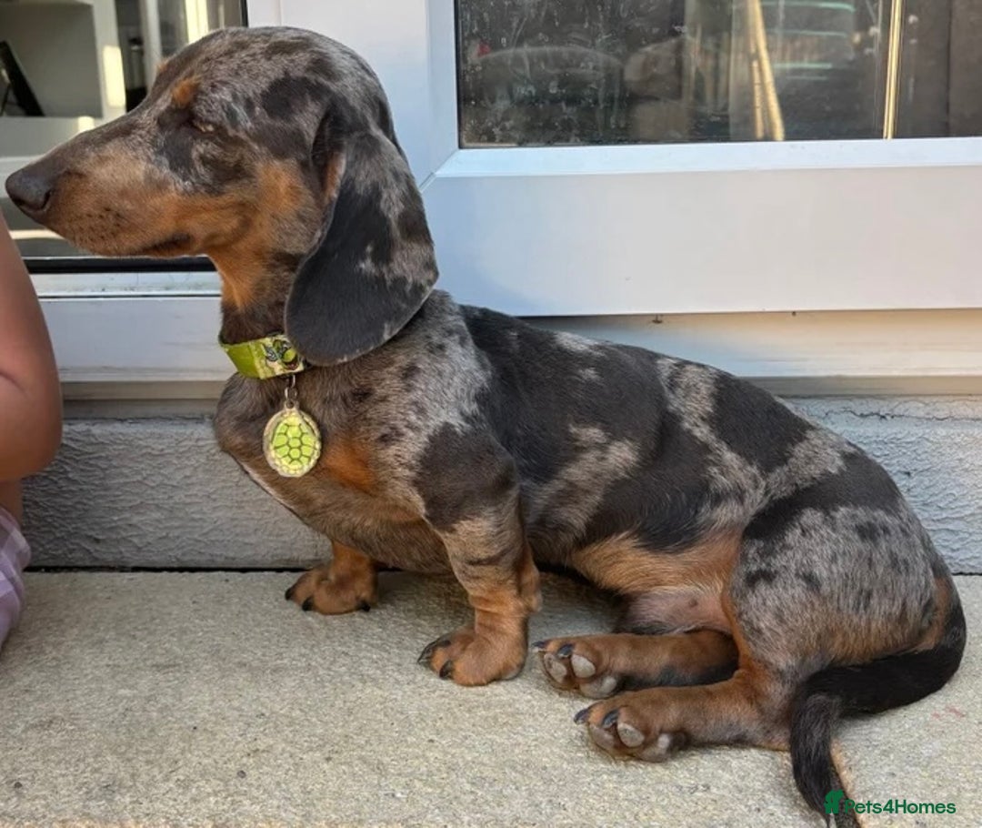Miniature Dachshund dogs for sale: Outstanding Quality True miniature dachshunds - Advert 5